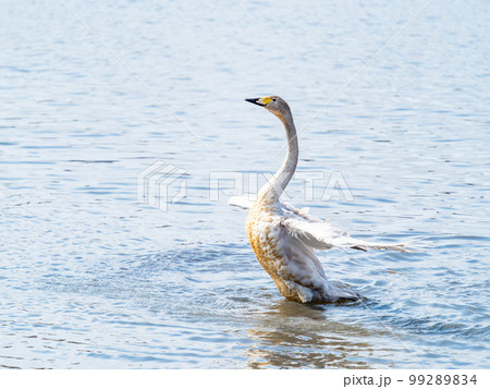 白鳥の越冬地　茨城県菅生沼の優雅で躍動的な白鳥の羽ばたき 99289834
