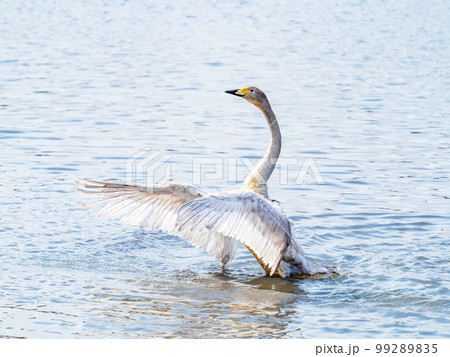 白鳥の越冬地 茨城県菅生沼の優雅で躍動的な白鳥の羽ばたき 白鳥の越冬地 茨城県菅生沼の優雅で躍動的な白鳥の羽ばたき 99289835