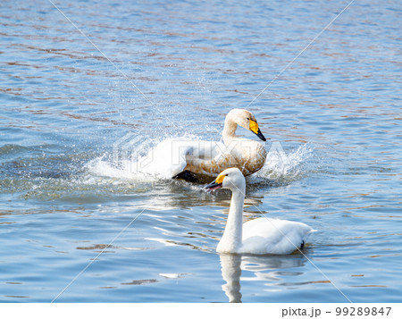 白鳥の越冬地　茨城県菅生沼の優雅で躍動的な白鳥の羽ばたき 99289847