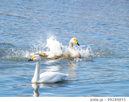 白鳥の越冬地　茨城県菅生沼の優雅で躍動的な白鳥の羽ばたき 99289855