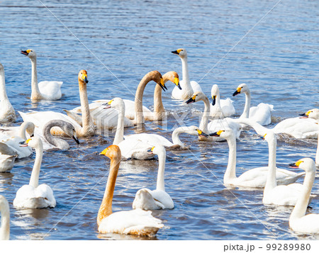 白鳥の越冬地 茨城県菅生沼の優雅で美しい白鳥の群れ 白鳥の越冬地 茨城県菅生沼の優雅で美しい白鳥の群れ 99289980