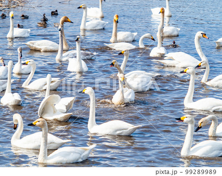 白鳥の越冬地　茨城県菅生沼の優雅で美しい白鳥の群れ 99289989