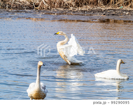 白鳥の越冬地　茨城県菅生沼の優雅で躍動的な白鳥の羽ばたき 99290095