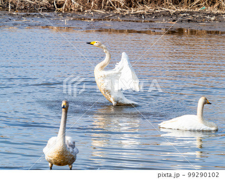 白鳥の越冬地 茨城県菅生沼の優雅で躍動的な白鳥の羽ばたき 白鳥の越冬地 茨城県菅生沼の優雅で躍動的な白鳥の羽ばたき 99290102