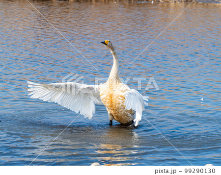 白鳥の越冬地　茨城県菅生沼の優雅で躍動的な白鳥の羽ばたき 99290130