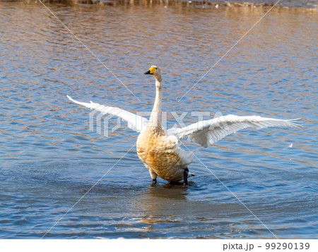 白鳥の越冬地　茨城県菅生沼の優雅で躍動的な白鳥の羽ばたき 99290139