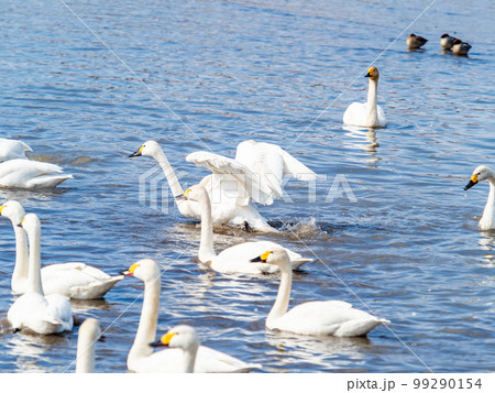 白鳥の越冬地　茨城県菅生沼の優雅で躍動的な白鳥の羽ばたき 99290154
