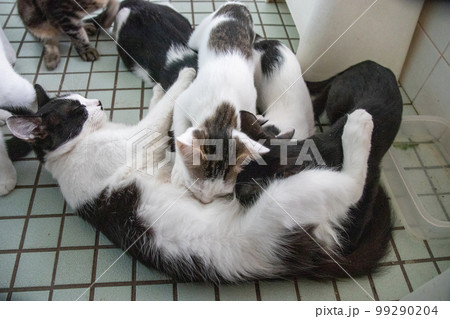 室内の保護猫 99290204