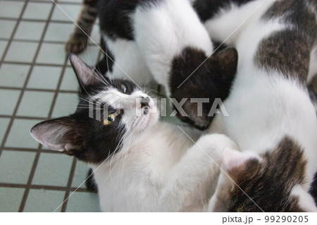 室内の保護猫 室内の保護猫 99290205