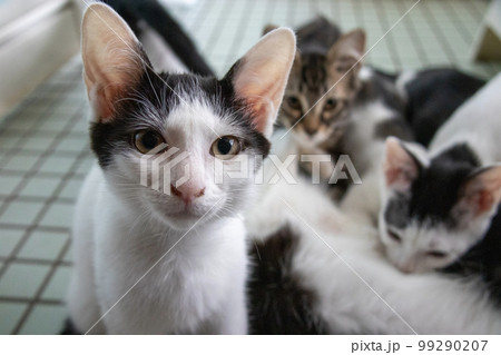 室内の保護猫 室内の保護猫 99290207