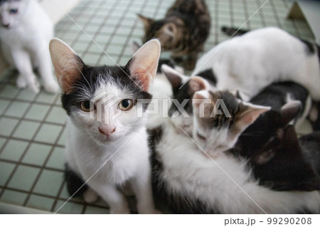 室内の保護猫 99290208