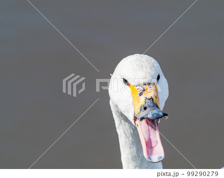 白鳥の越冬地　茨城県菅生沼の優雅で美しい白鳥の群れ 99290279