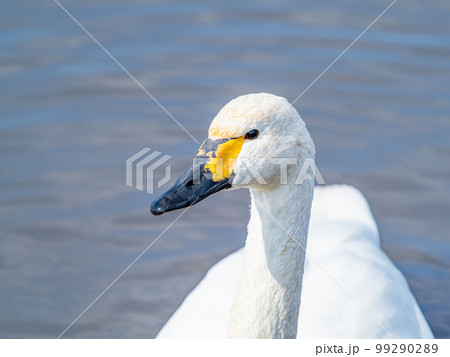 白鳥の越冬地 茨城県菅生沼の優雅で美しい白鳥の群れ 白鳥の越冬地 茨城県菅生沼の優雅で美しい白鳥の群れ 99290289