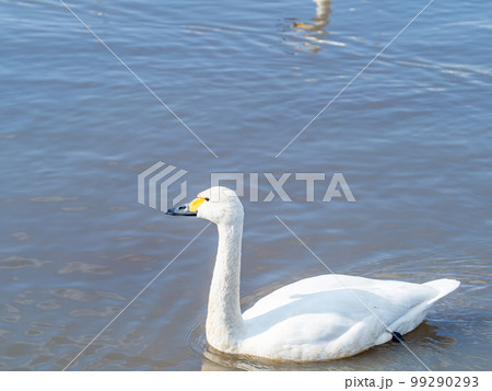 白鳥の越冬地　茨城県菅生沼の優雅で美しい白鳥の群れ 99290293