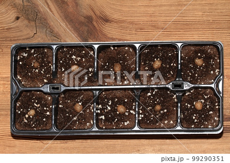 Planting bulbils of Chinese yam, lat. Dioscorea opposita in reusable plastic tray on wooden table Planting bulbils of Chinese yam, lat. Dioscorea opposita in reusable plastic tray on wooden table 99290351