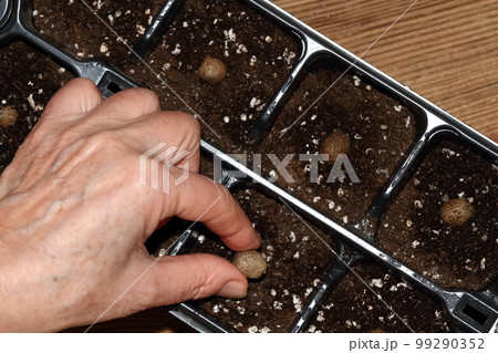 Gardener planting bulbils of Chinese yam, lat. Dioscorea opposita  in reusable plastic tray on  wooden table 99290352