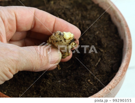 Germinated ginger root ready for planting in gardener hand 99290355