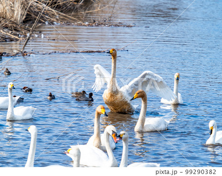 白鳥の越冬地　茨城県菅生沼の優雅で躍動的な白鳥の羽ばたき 99290382