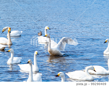 白鳥の越冬地 茨城県菅生沼の優雅で躍動的な白鳥の羽ばたき 白鳥の越冬地 茨城県菅生沼の優雅で躍動的な白鳥の羽ばたき 99290409