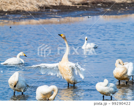 白鳥の越冬地　茨城県菅生沼の優雅で躍動的な白鳥の羽ばたき 99290422