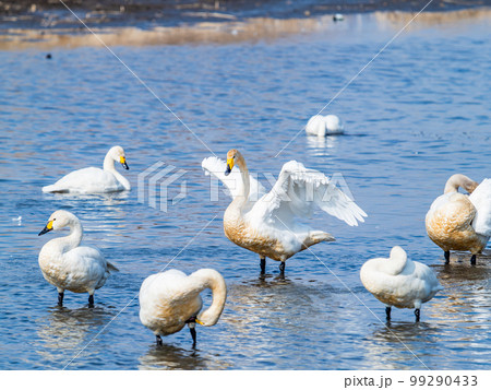 白鳥の越冬地 茨城県菅生沼の優雅で躍動的な白鳥の羽ばたき 白鳥の越冬地 茨城県菅生沼の優雅で躍動的な白鳥の羽ばたき 99290433
