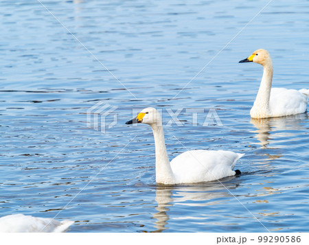 白鳥の越冬地　茨城県菅生沼の優雅で美しい白鳥の群れ 99290586