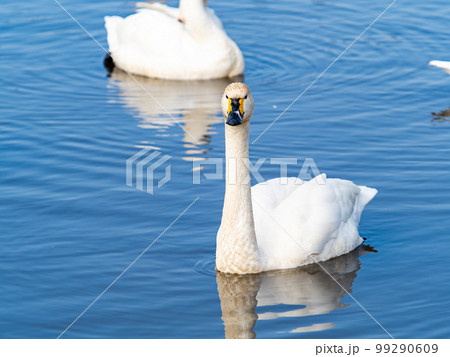 白鳥の越冬地 茨城県菅生沼の優雅で美しい白鳥の群れ 白鳥の越冬地 茨城県菅生沼の優雅で美しい白鳥の群れ 99290609