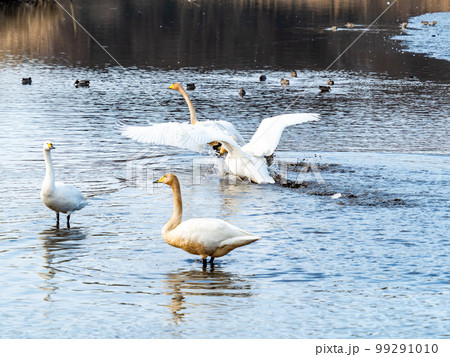 白鳥の越冬地　茨城県菅生沼の優雅で躍動的な白鳥の羽ばたき 99291010