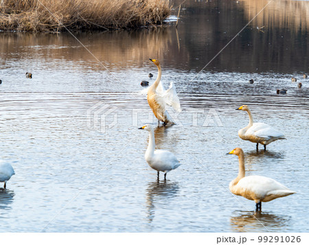 白鳥の越冬地　茨城県菅生沼の優雅で躍動的な白鳥の羽ばたき 99291026