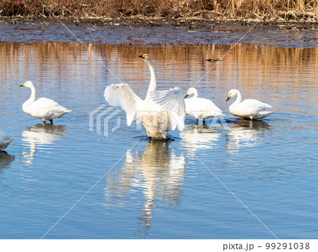 白鳥の越冬地 茨城県菅生沼の優雅で躍動的な白鳥の羽ばたき 白鳥の越冬地 茨城県菅生沼の優雅で躍動的な白鳥の羽ばたき 99291038
