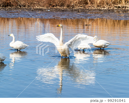 白鳥の越冬地　茨城県菅生沼の優雅で躍動的な白鳥の羽ばたき 99291041