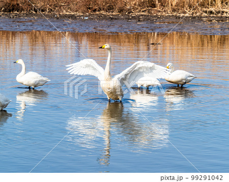 白鳥の越冬地　茨城県菅生沼の優雅で躍動的な白鳥の羽ばたき 99291042