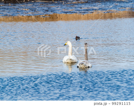 白鳥の越冬地　茨城県菅生沼の優雅で美しい白鳥の群れ 99291115