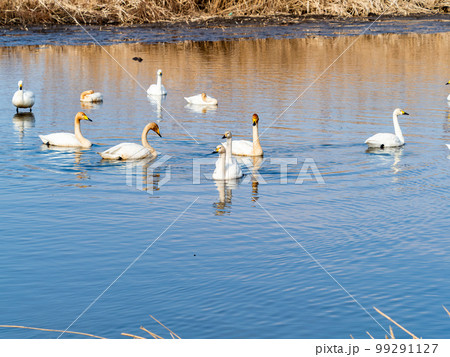 白鳥の越冬地　茨城県菅生沼の優雅で美しい白鳥の群れ 99291127