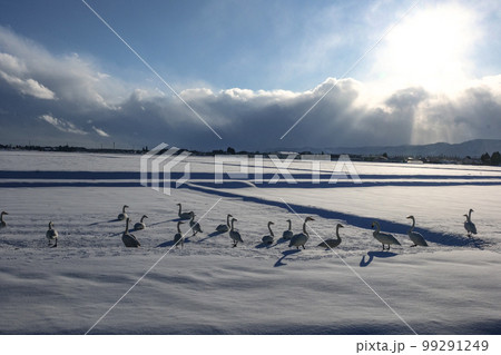 写真　白鳥の飛来地　太陽サンサンの岩手県紫波の白鳥の飛来地 99291249