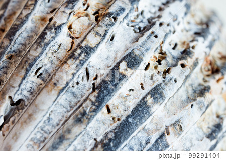 A macro shot of a seashell as a natural background, shallow DOF A macro shot of a seashell as a natural background, shallow DOF 99291404