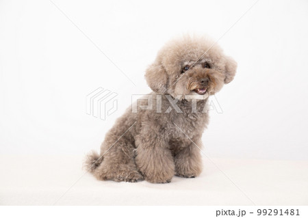 白バックで微笑むトイプードル 99291481