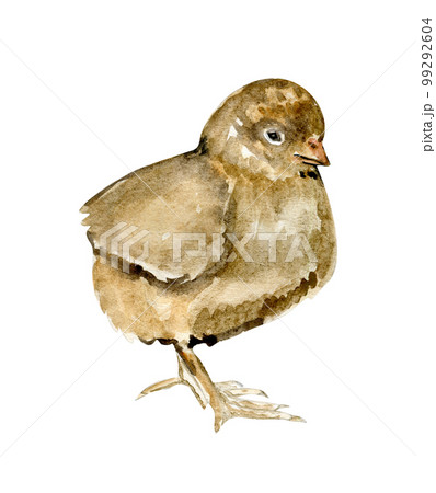 Watercolor hand drawn yellow chicks . Watercolor illustration of hen. Hand drawn with watercolour on a white background. Perfect for wedding invitation, greetings card, posters. 99292604