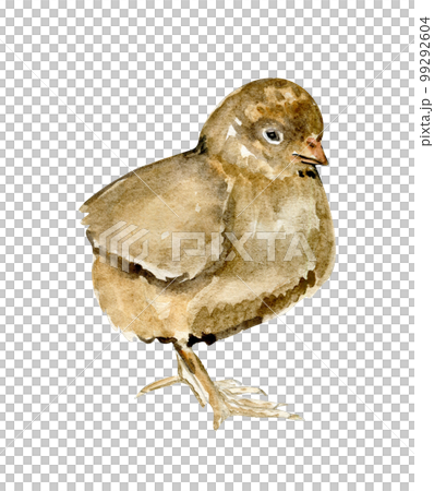 Watercolor hand drawn yellow chicks . Watercolor illustration of hen. Hand drawn with watercolour on a white background. Perfect for wedding invitation, greetings card, posters. 99292604