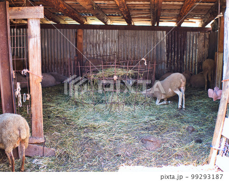 a flock of sheep in a wooden pen 99293187