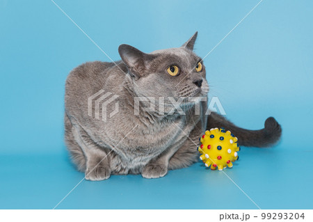 Gray fat cat of the American Burmese and ball 99293204
