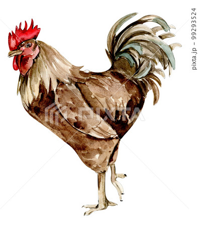 Watercolor hand drawn brown chicken . Watercolor illustration of hen. Hand drawn with watercolour on a white background. Perfect for wedding invitation, greetings card, posters. 99293524