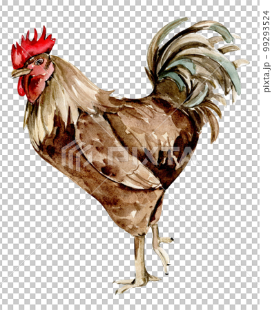 Watercolor hand drawn brown chicken . Watercolor illustration of hen. Hand drawn with watercolour on a white background. Perfect for wedding invitation, greetings card, posters. 99293524