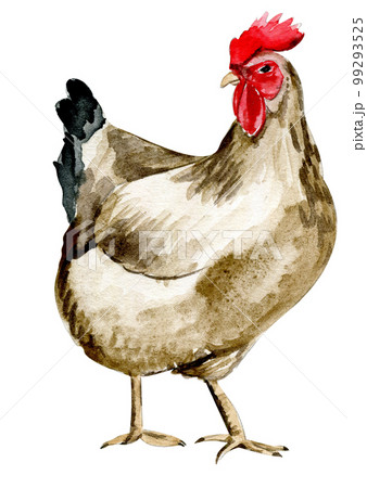 Watercolor hand drawn brown chicken . Watercolor illustration of hen. Hand drawn with watercolour on a white background. Perfect for wedding invitation, greetings card, posters. 99293525