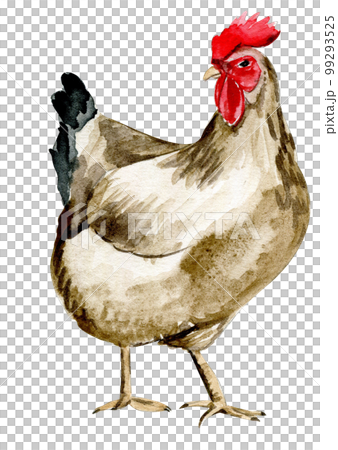 Watercolor hand drawn brown chicken . Watercolor illustration of hen. Hand drawn with watercolour on a white background. Perfect for wedding invitation, greetings card, posters. 99293525