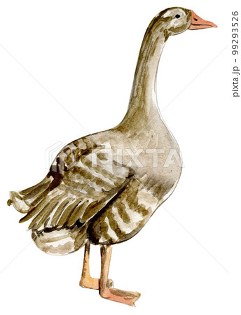 Watercolor hand drawn goose . Watercolor illustration of farm animal. Hand drawn with watercolour on a white background. Perfect for wedding invitation, greetings card, posters. 99293526