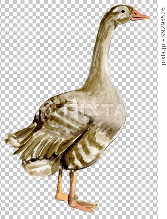 Watercolor hand drawn goose . Watercolor illustration of farm animal. Hand drawn with watercolour on a white background. Perfect for wedding invitation, greetings card, posters. 99293526