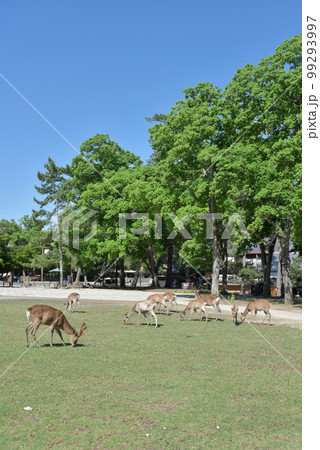 奈良公園　鹿の群れ　奈良県奈良市 99293997