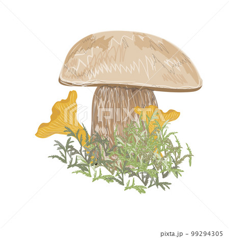 Illustration of mushrooms (boletus and chanterelles) in grass or moss. Vector graphics 99294305