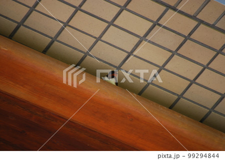 軒下のツバメ 99294844